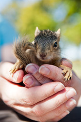 Baby Squirrel held in womans hands