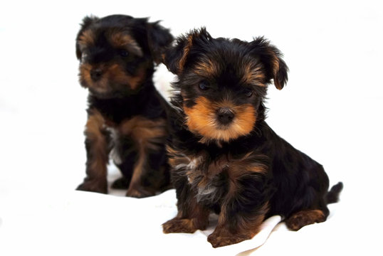 Two puppies of the Yorkshire Terrier on white background