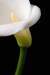 Calla
