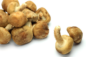 shiitake