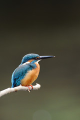 休憩中のカワセミ