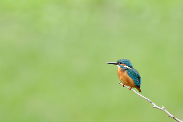 緑背景のカワセミ