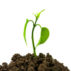 seedling