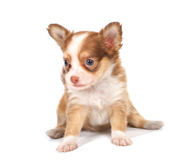 portrait of a cute purebred puppy chihuahua in front of white ba