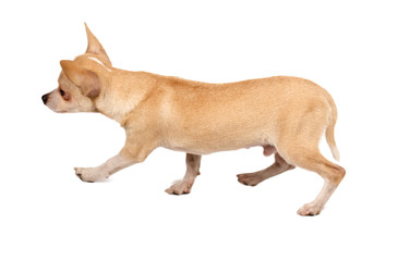 portrait of a cute purebred puppy chihuahua in front of white ba