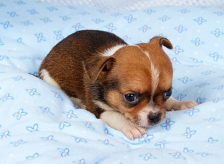 portrait of a cute purebred puppy chihuahua in the puppy-home