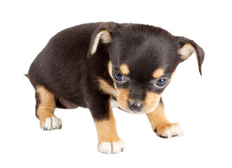 cute small chihuahua puppy sitting on white looking at camera is