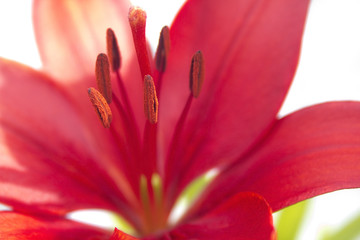 Red Lily Macro Isolated