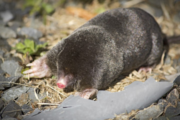 Common Mole On Driveway
