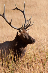 Bull Elk