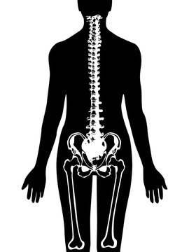 Spine & Pelvis Icon Vector