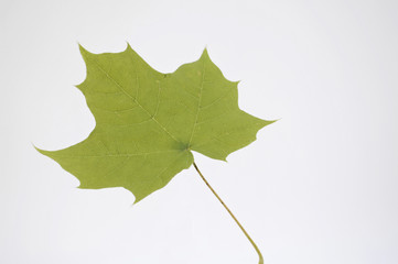 Ahornblatt auf Weiß