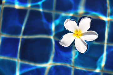 Fototapeta na wymiar Kwiat frangipani w basenie