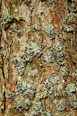 Bark of tree.