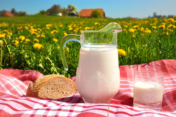 Jug of milk and bread on the spring meadow