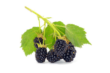 blackberry