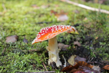 Fliegenpilz im Nationalpark Kellerwald