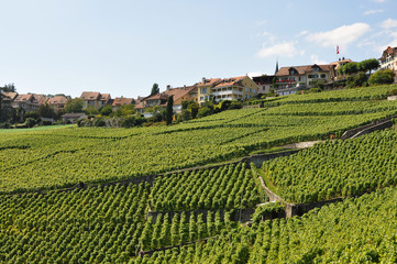 Fototapeta na wymiar Vineyards in Lavaux, Switzerland