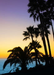 Fototapeta na wymiar Palm trees silhouette