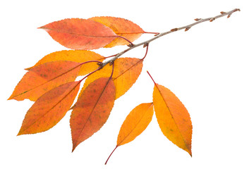 Twig with orange leaves