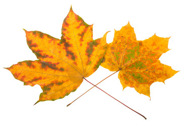 Autumn maple leaves