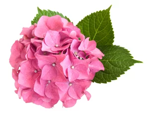 Deurstickers Hydrangea Roze hortensia