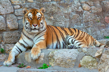 Fototapeta premium Laying Tiger