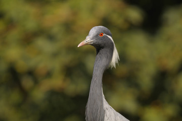 Naklejka premium Demoiselle Crane, Anthropoides virgo