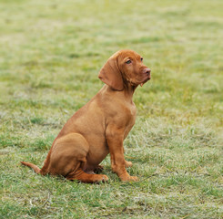 Vizsla / Hungarian Vizsla dog puppy