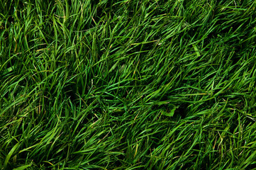 background[grass]_02