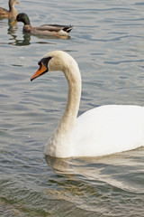 Swan