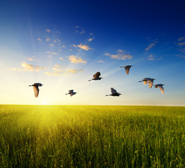 field of grass and flying birds