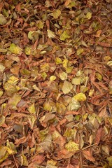 Laubteppich