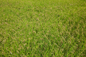 background[rice_paddy]_01