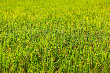 background[rice_paddy]_02