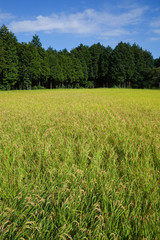 scene[rice_paddy]_32