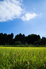 scene[rice_paddy]_33