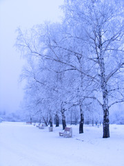 Fototapeta premium Winter alley with trees