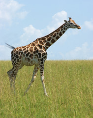 Naklejka premium Giraffe in Uganda