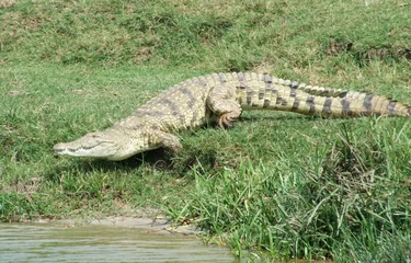 Nile crocodile running to the water