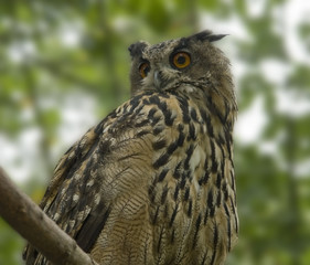 eagle owl