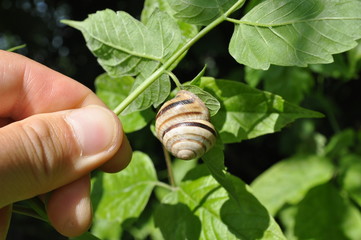 snail