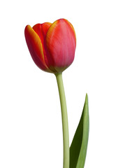 Red tulip