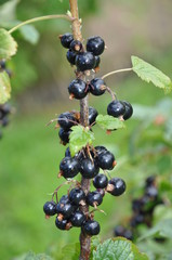 Schwarze Johannisbeeren