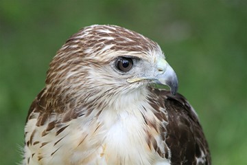 Bussard