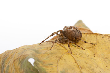 Kreuzspinne auf Blatt