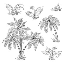 Fototapeta na wymiar Palm trees, flowers and grass, contours