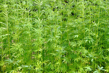 detail of marijuana field