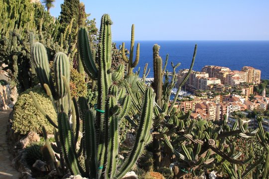 cactus et Fontvieille