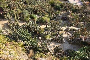 cactus dans le jardin exotique de Monaco
